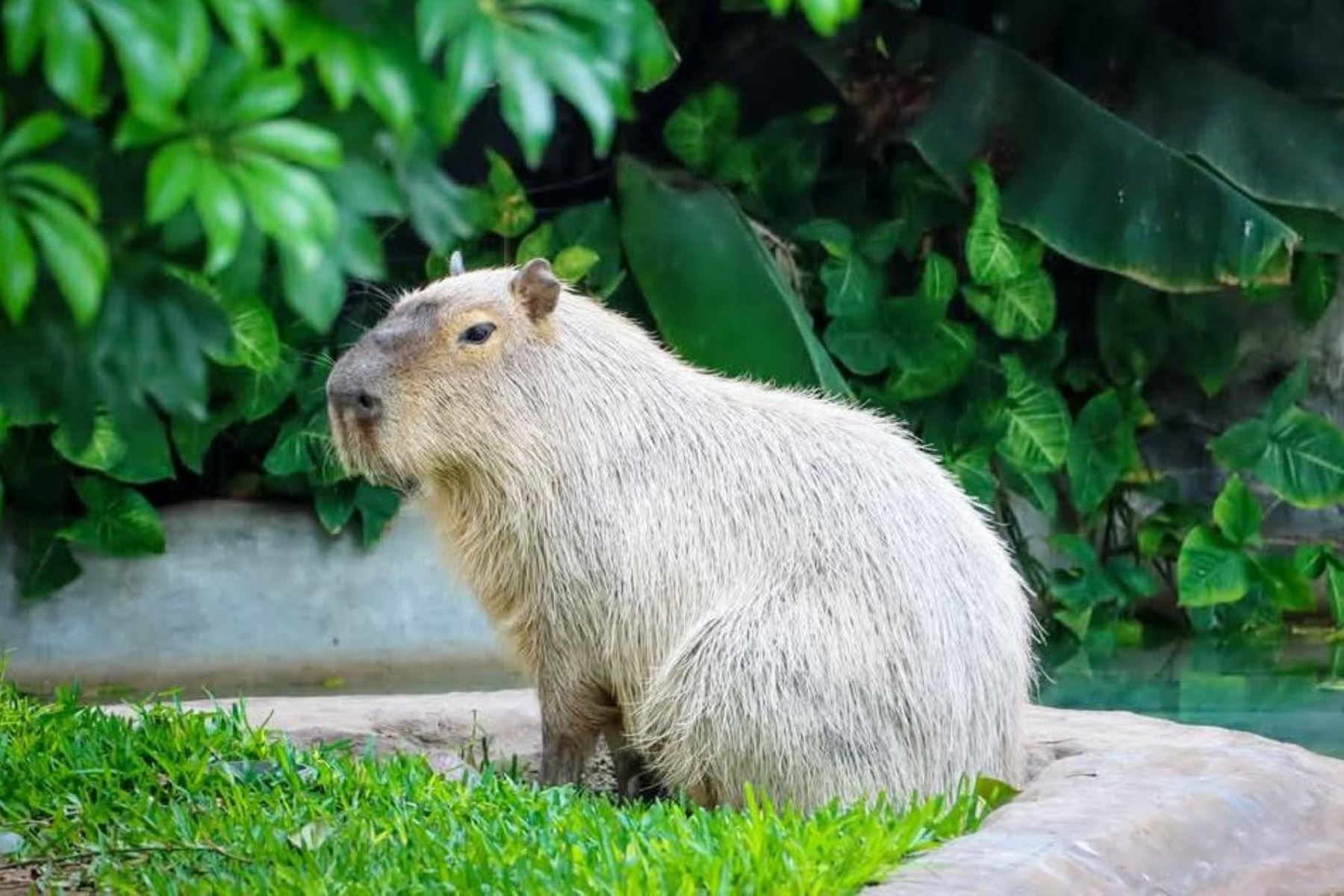 ¡Celebra el Capibara Fest! Será en el Parque de las Leyendas el 23 de febrero. Foto: ANDINA/Difusión.