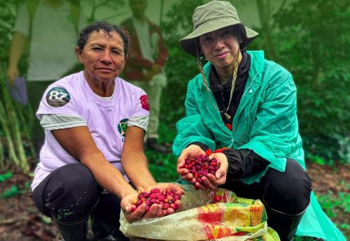 Representantes de una empresa japonesa conocieron el proceso de producción del café orgánico del Alto Mayo (San Martín) y de esta manera se concretó la exportación de 5 toneladas del aromático grano. ANDINA/Difusión