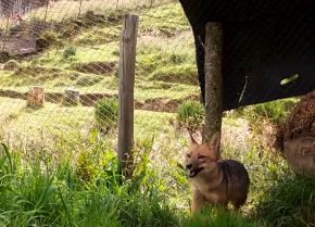 Run Run, el zorro andino que se hizo popular en Lima el 2021 tras ser rescatado y conocerse que había sido criado como mascota, es una de las atracciones principales de Granja Porcón que espera un mayor número de visitantes durante los días centrales del carnaval de Cajamarca. ANDINA/Difusión