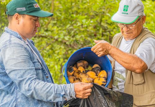 Senasa inicia una vigilancia sanitaria en Tumbes para evitar brote de plaga de mosca de la fruta debido a la sobreproducción de mango en esa región. ANDINA/Difusión