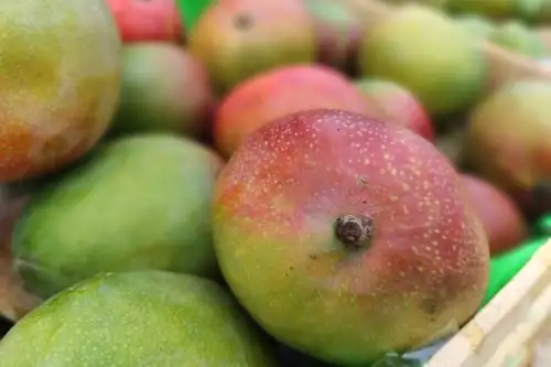 El mango es un producto de gran demanda en los mercados internacionales. ANDINA/Difusión