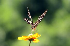 Los lepidópteros están entre las especies más numerosas encontradas en Miraflores. ANDINA/Difusión