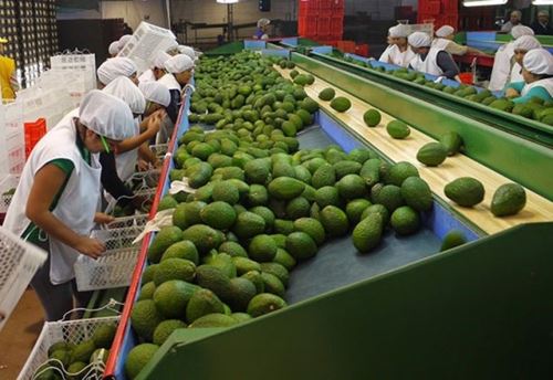 La palta es uno de los productos líderes de la región La Libertad que tiene gran demanda en los mercados internacionales como Estados Unidos y Países Bajos.