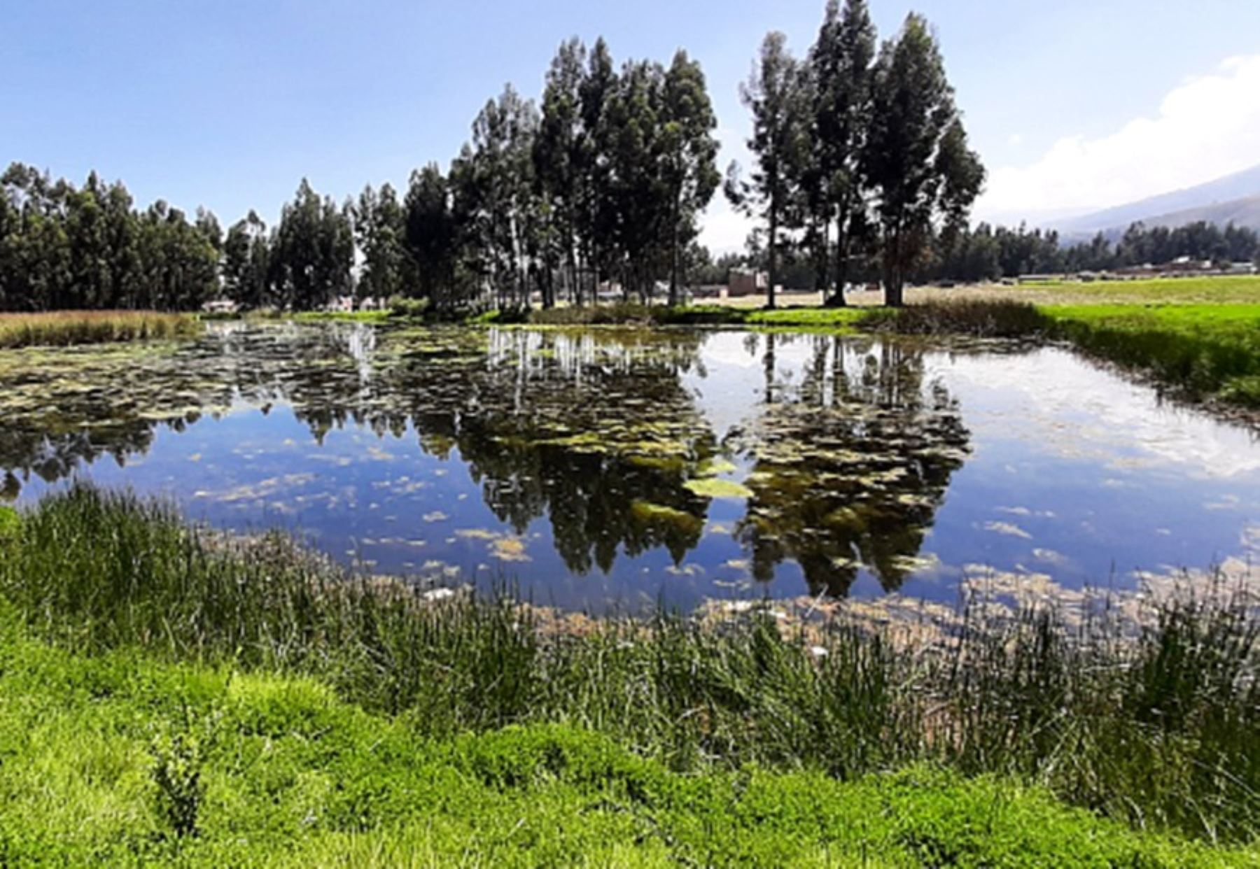 Humedales de Huayllaspanca, en el distrito de Sapallanga, provincia de Huancayo, atractivo turístico de imperdible visita en la Ruta del Huaylarsh.