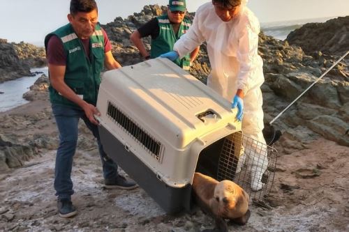 Traslado de lobo marino hallado en playa de Tacna. Foto: ANDINA/Difusión