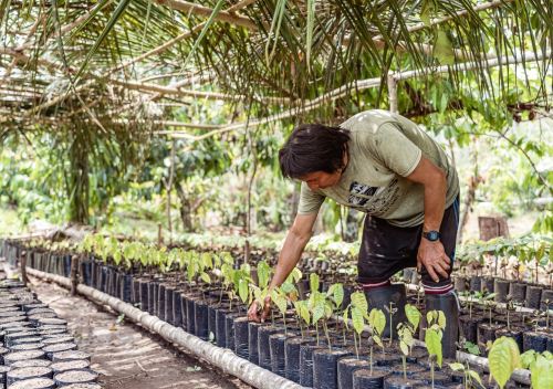 El Programa Bosques financia e impulsa cerca de 150 bionegocios que desarrollan comunidades nativas amazónicas de cuatro regiones del país. ANDINA/Difusión