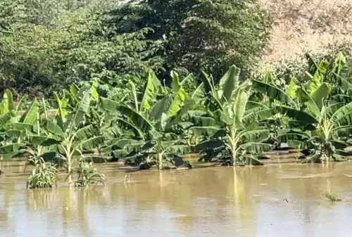 Más de 1,200 hectáreas de cultivos de banano, arroz, limón, yuca y otros cultivos resultaron inundados tras el desborde del río Tumbes que el miércoles 12 de febrero registró un aforo de 1,100 metros cúbicos por segundo. ANDINA/Difusión