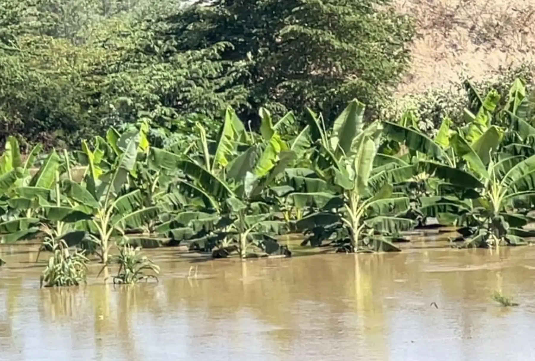 Más de 1,200 hectáreas de cultivos de banano, arroz, limón, yuca y otros cultivos resultaron inundados tras el desborde del río Tumbes que el miércoles 12 de febrero registró un aforo de 1,100 metros cúbicos por segundo. ANDINA/Difusión
