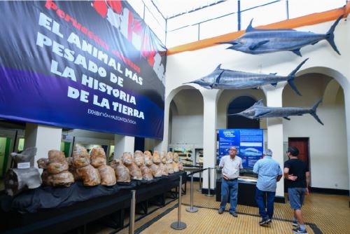 Fósiles exhibidos en el Museo de Historia Natural de la Universidad Nacional Mayor de San Marcos. Foto: ANDINA/Difusión.