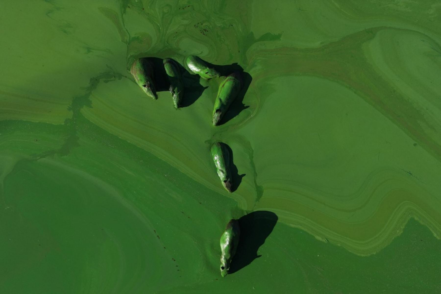 Un grupo de capibaras aparecen cubiertos de limo verde brillante debido a las cianobacterias en las aguas del lago Salto Grande, un cuerpo de agua artificial hecho por la presa hidroeléctrica en el río Uruguay, cerca de Concordia, Entre Ríos, Argentina. (Foto de JUAN MABROMATA / AFP)