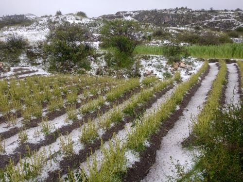 Varias hectáreas de cultivos de papa, habas, olluco y otros se han perdido a causa de la fuerte granizada que se presentó en el distrito de Acoria, región Huancavelica. ANDINA/Difusión