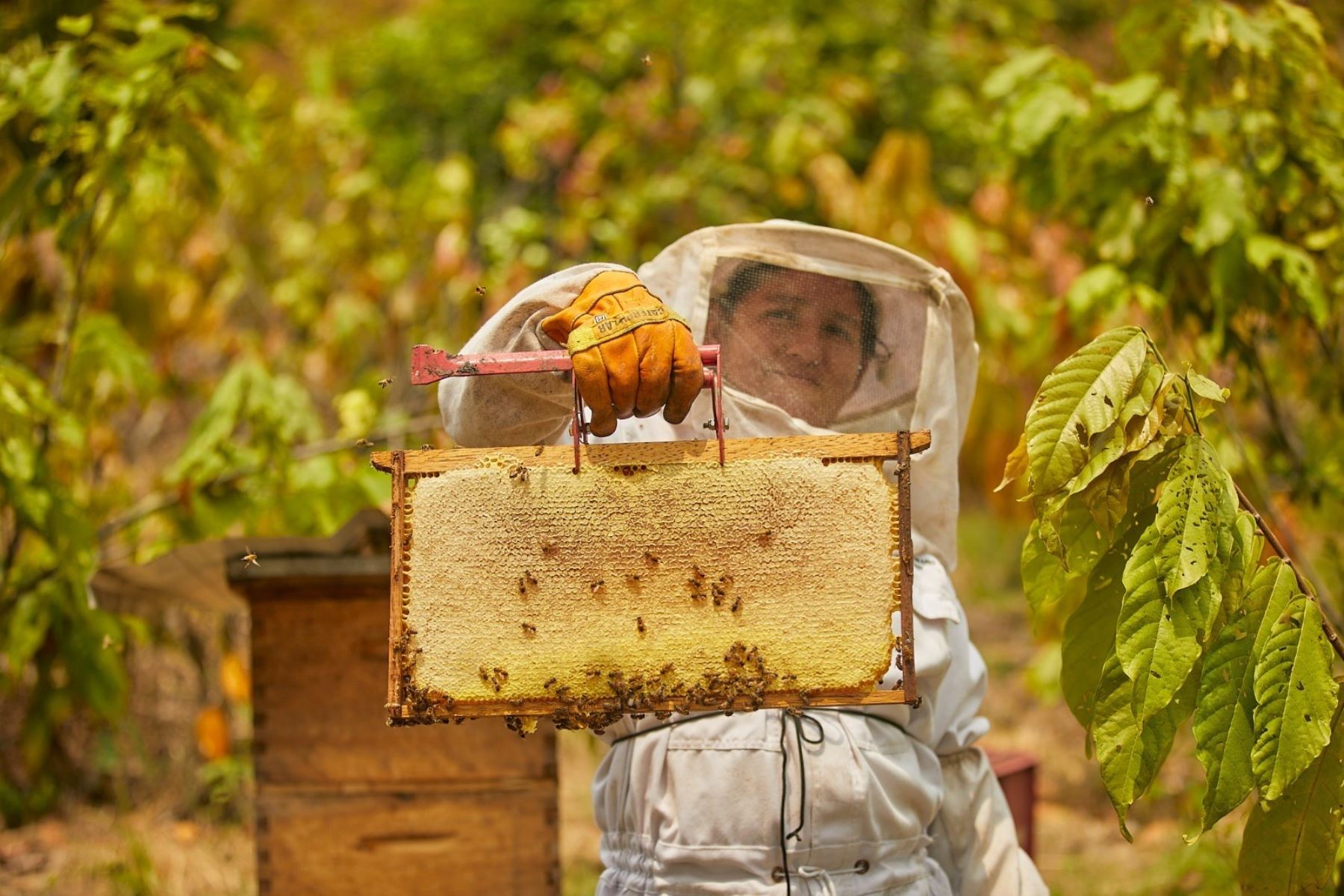 Familias apicultoras del VRAEM mejoran su producción e ingresos con iniciativa de Devida. Foto: Devida/Difusión.