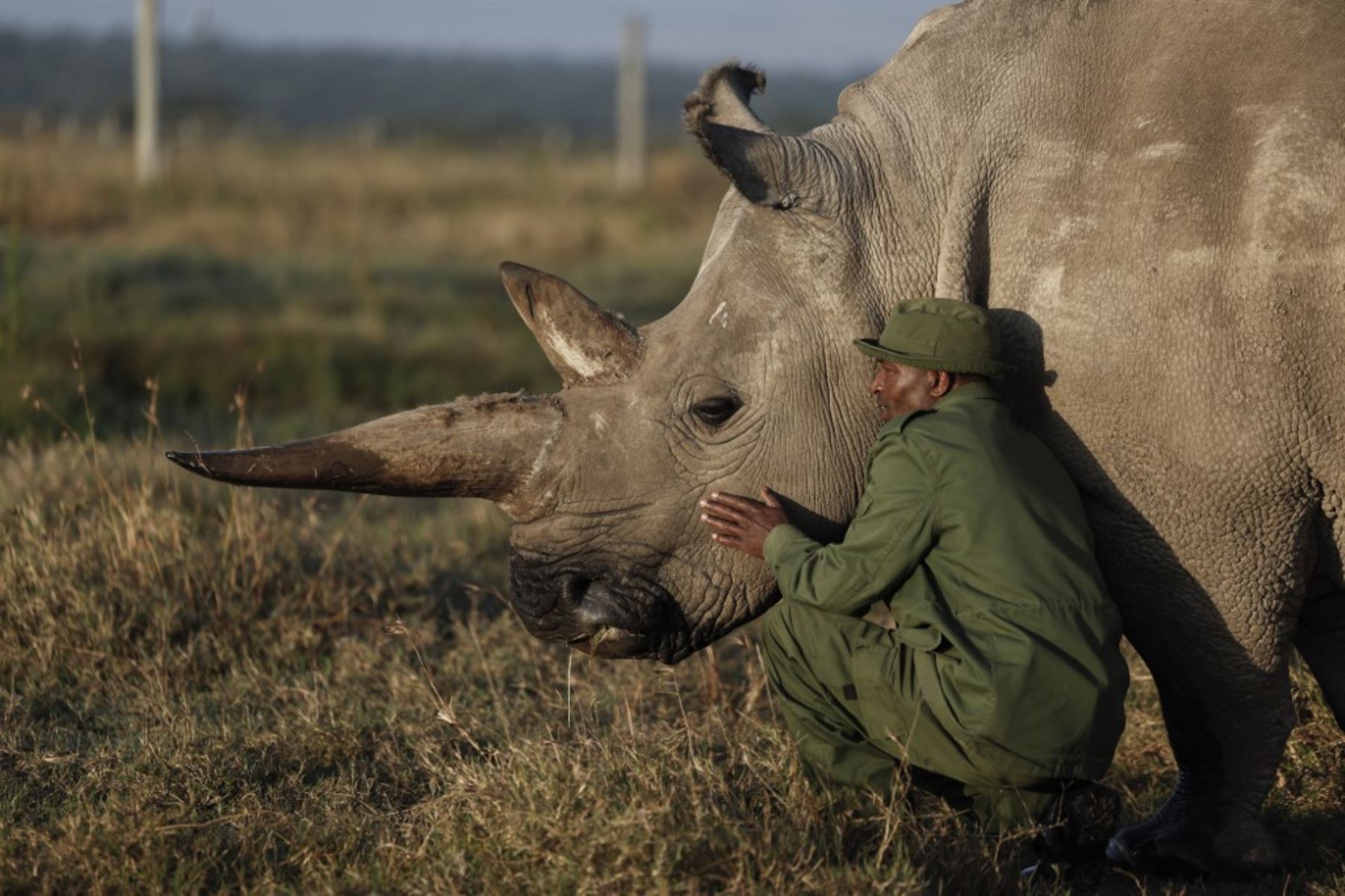 Un guardabosques acaricia a uno de los dos últimos rinocerontes blancos del norte del mundo, Najin, de 35 años, en la conservación de Ol Pejeta, condado de Laikipia. Najin y su hija Fatu son los únicos rinocerontes blancos del norte que quedan en la Tierra. El reloj está corriendo antes de que se conviertan en los últimos de una larga lista de animales que los humanos han casado hasta la extinción. (Foto de SIMON MAINA / AFP)