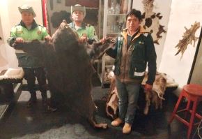 Pieles de oso andino, de puma y otros animales silvestres fueron hallados por las autoridades que intervinieron un pub ubicado en la ciudad de Andahuaylas, región Apurímac. ANDINA/Difusión