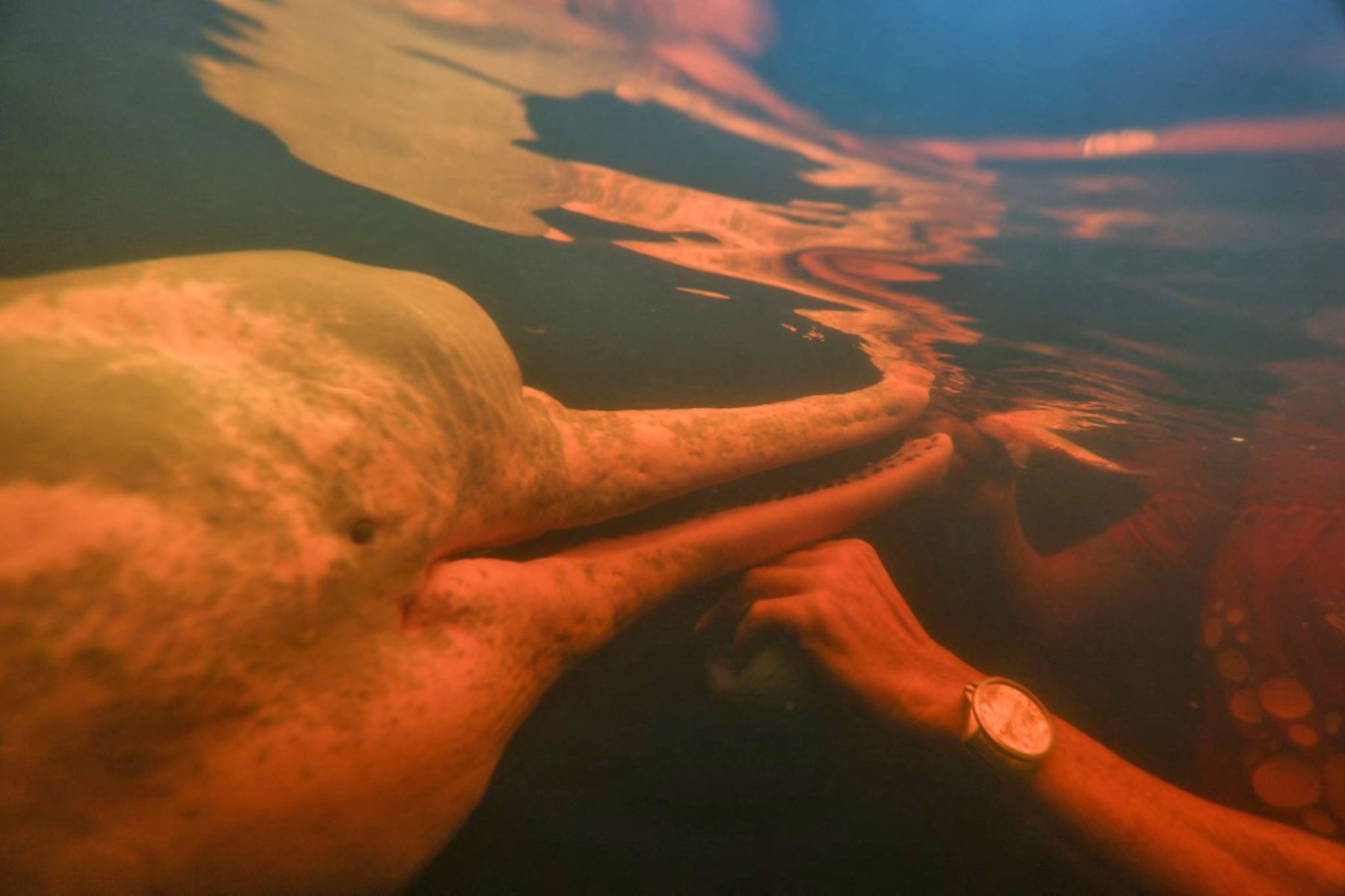 Un delfín rojo de río (Inia geoffrensis) es retratado durante una sesión dirigida por el fisioterapeuta Igor Simoes Andrade con jóvenes con discapacidades en el río Negro en Iranduba, estado de Amazonas, Brasil. Foto: AFP