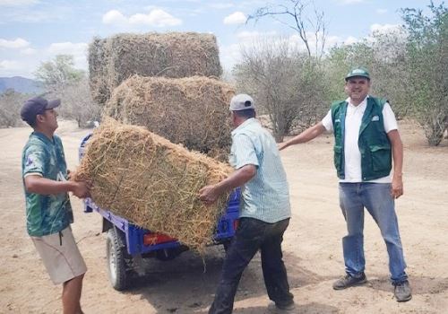 Agro Rural entrega suplementos y kits veterinarios para proteger al ganado a los productores de Piura y Lambayeque. ANDINA/Difusión