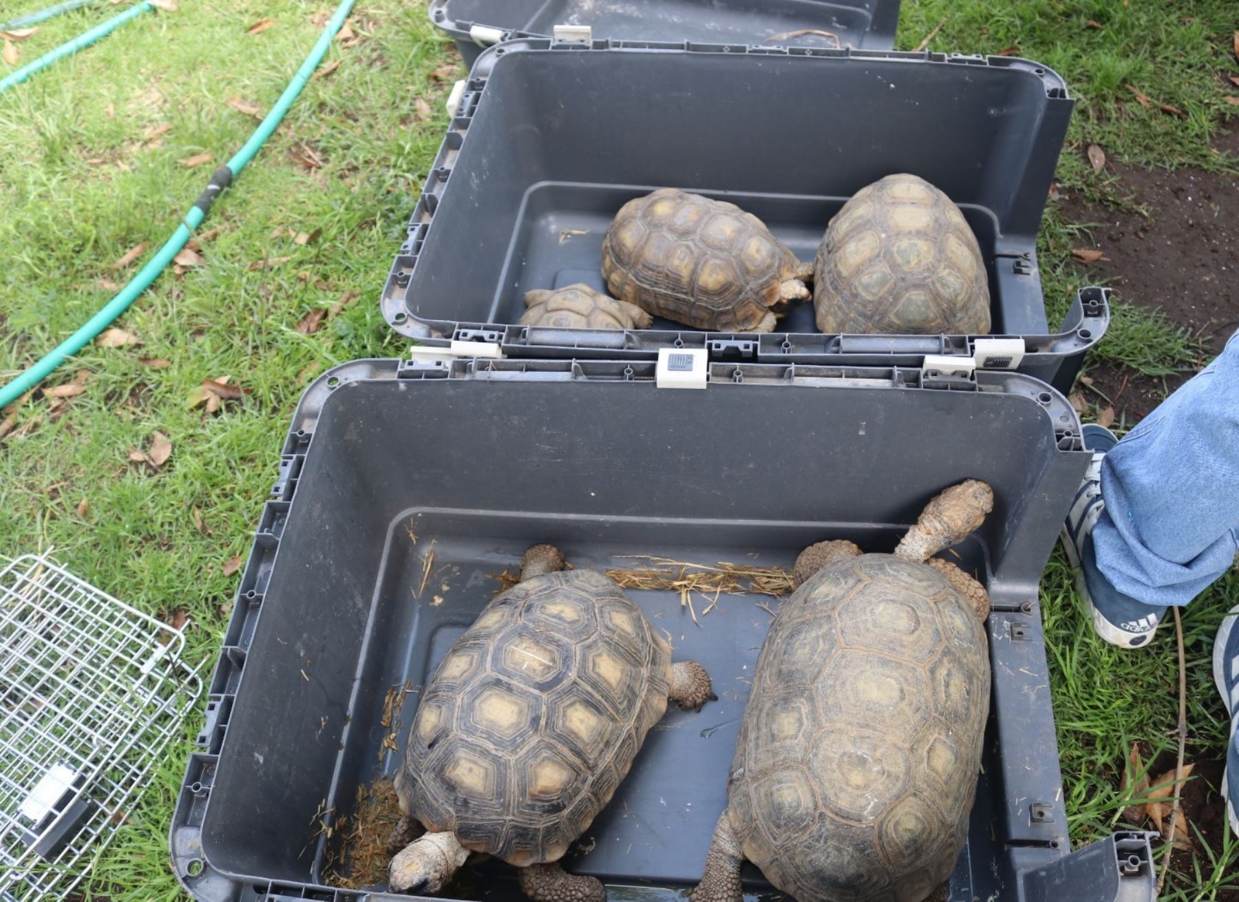 El Serfor y la Policía Nacional recuperaron siete tortugas que vivían en condiciones deplorables en parque de Arequipa. ANDINA/Difusión