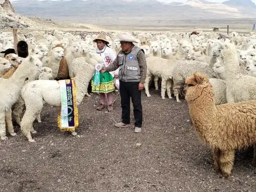 Más de 6,800 pequeños productores agrícolas y ganaderos de Cusco se beneficiarán con los proyectos que ejecutará el programa Agro Rural en esa región. ANDINA/Difusión