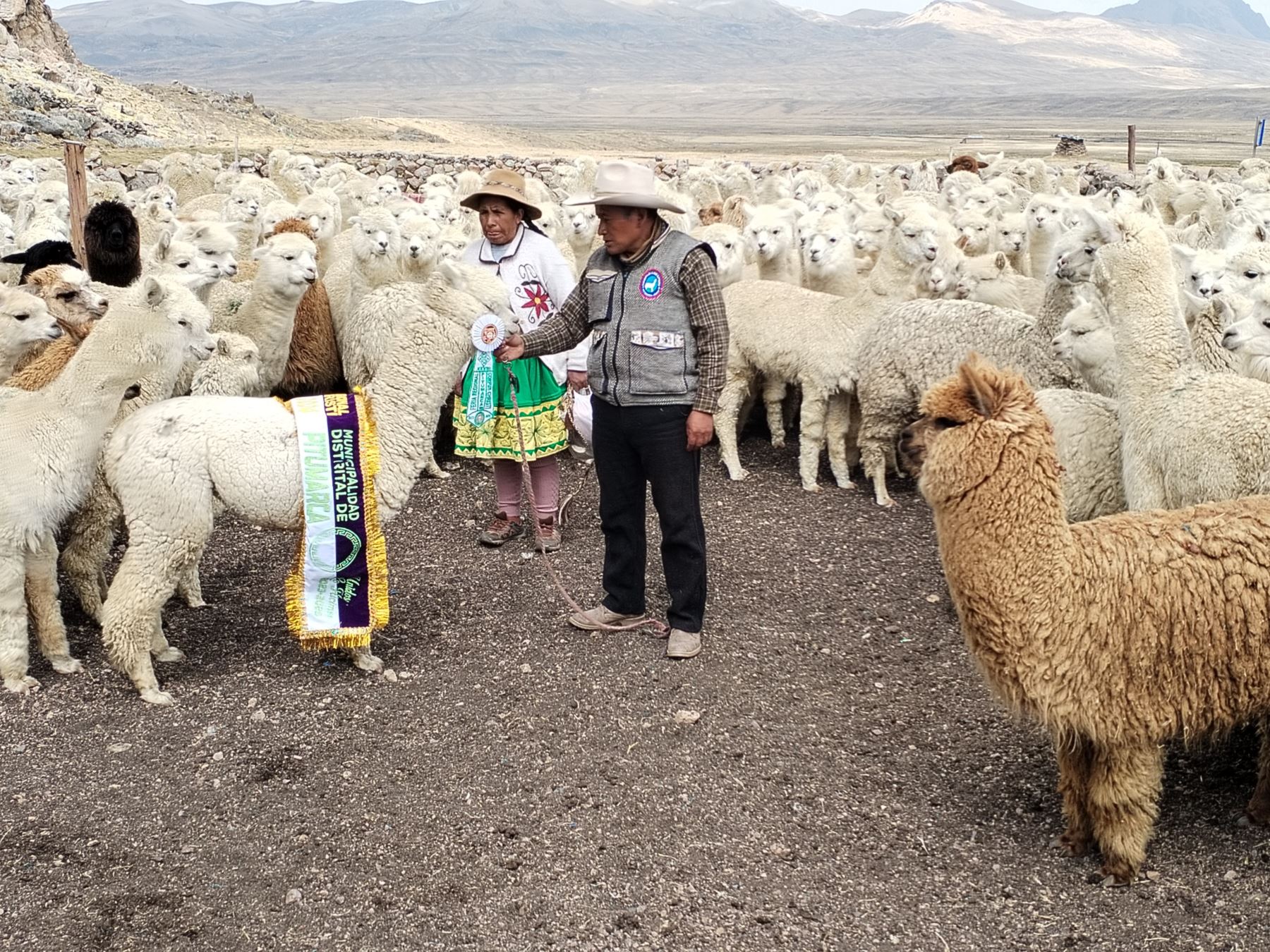 Más de 6,800 pequeños productores agrícolas y ganaderos de Cusco se beneficiarán con los proyectos que ejecutará el programa Agro Rural en esa región. ANDINA/Difusión