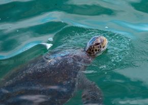 Conforman equipo de trabajo para proteger playas de anidamiento de tortugas marinas en las regiones de Piura y Tumbes. El grupo es liderado por Serfor. ANDINA/Difusión