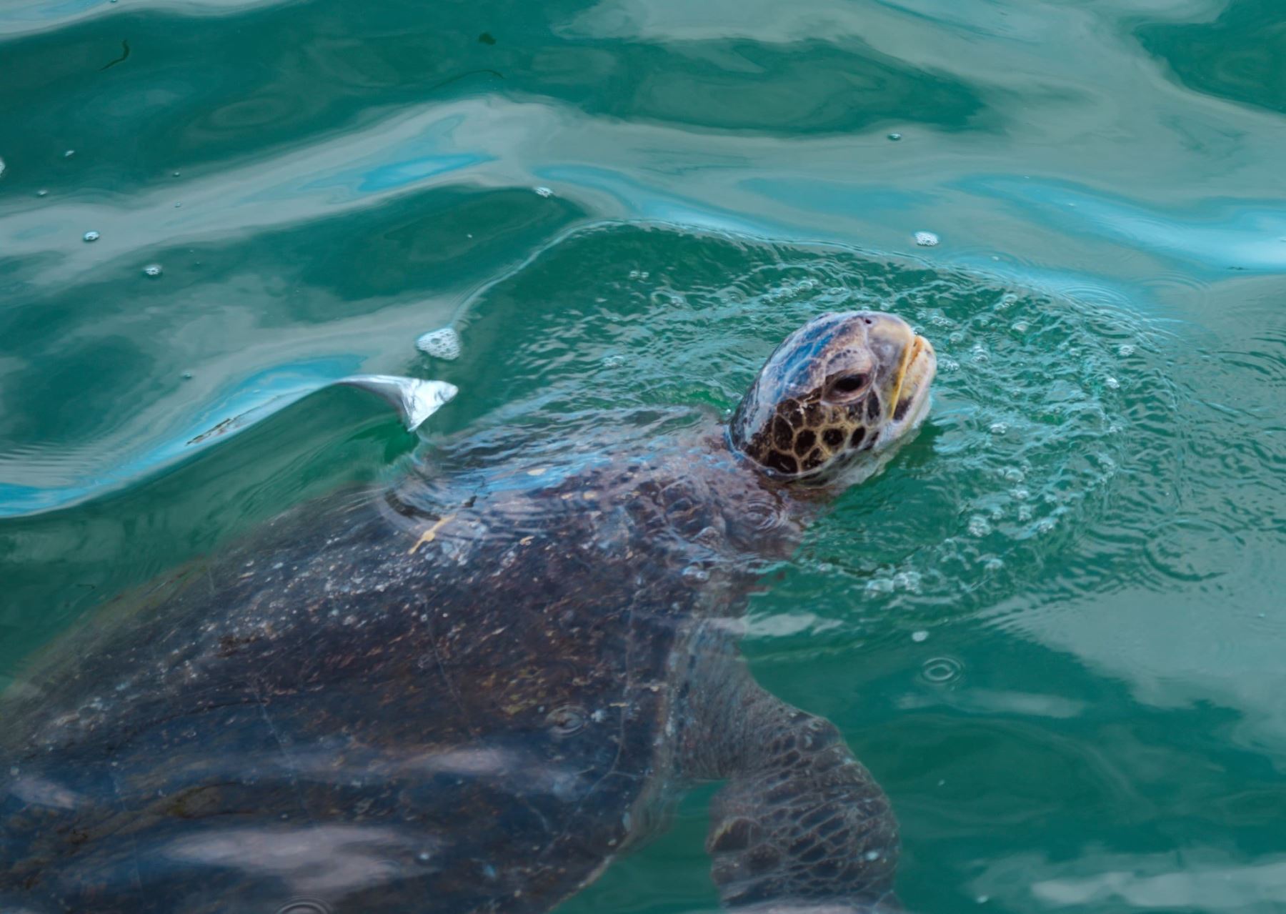 Conforman equipo de trabajo para proteger playas de anidamiento de tortugas marinas en las regiones de Piura y Tumbes. El grupo es liderado por Serfor. ANDINA/Difusión