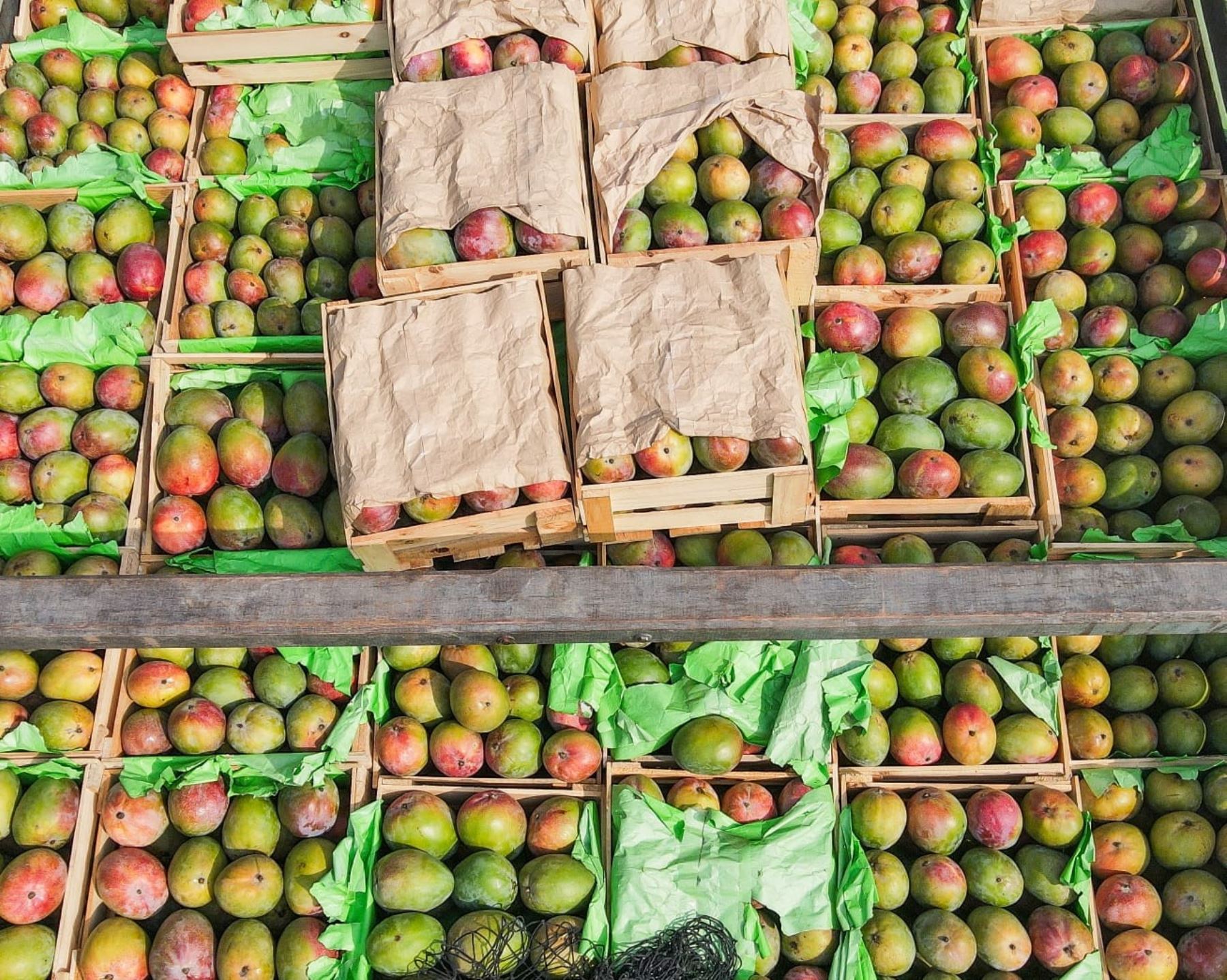 Productores de mango de Piura colocan 12 toneladas de cotizado fruto en un supermercado de Lima, destacó el programa Agromercado del Ministerio de Desarrollo Agrario y Riego. ANDINA/Difusión