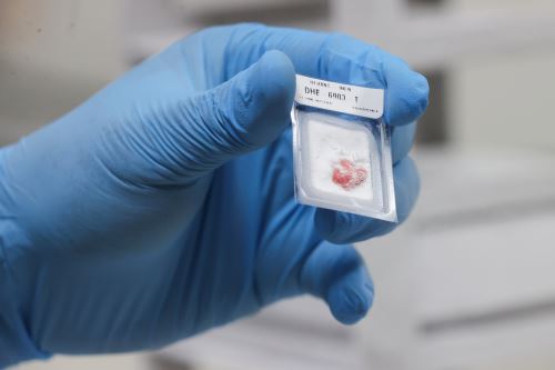 Las muestras se conservan en criotubos y criomoldes para investigaciones científicas en el Perú y en el extranjero. Estas muestras han llegado hasta Alemania, España, Francia y Estados Unidos. Fotos:  ANDINA/Melina Mejía