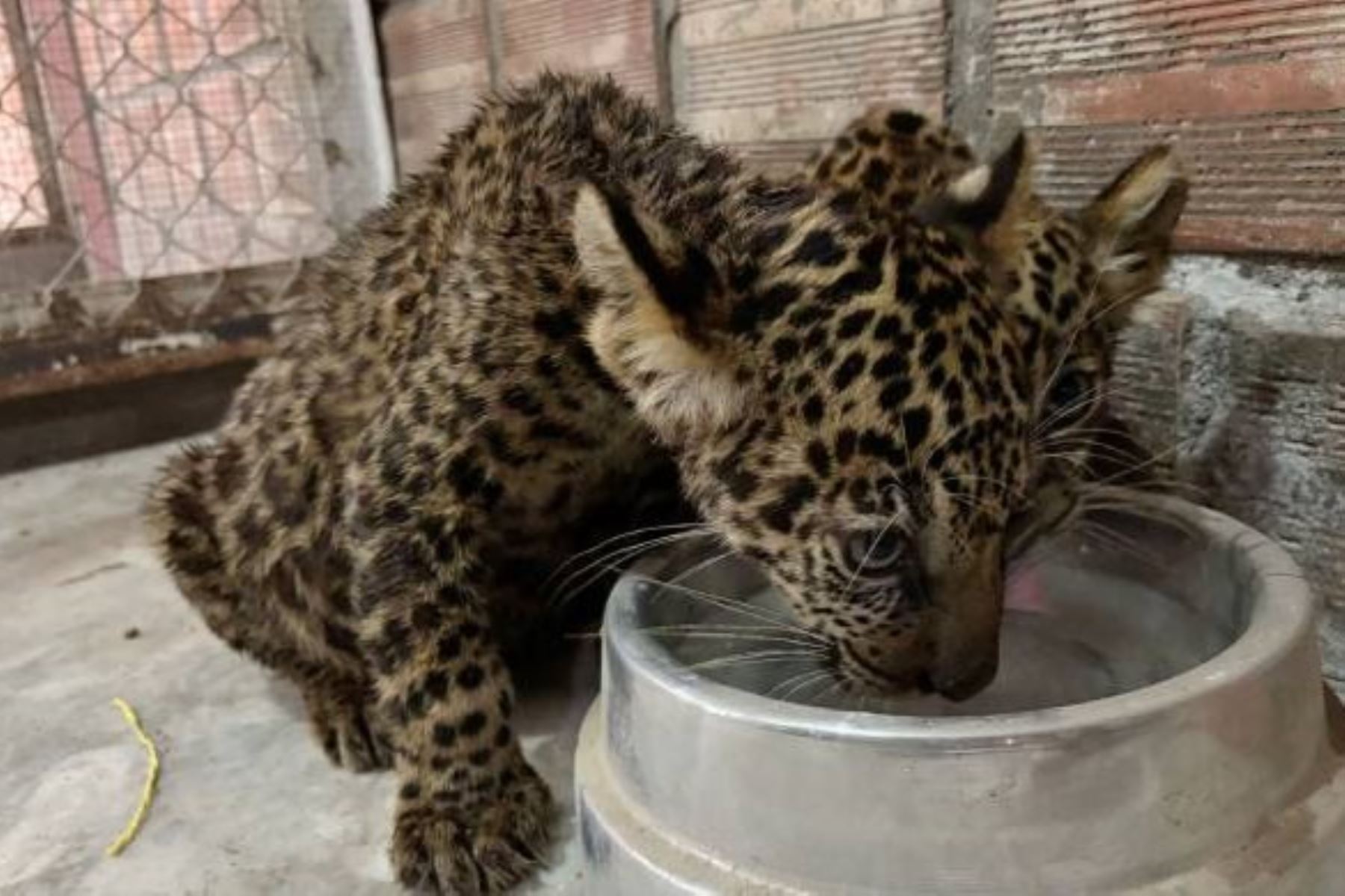 Uno de los pequeños otorongos rescatados en Ucayali. Foto: Ministerio Público/Difusión.