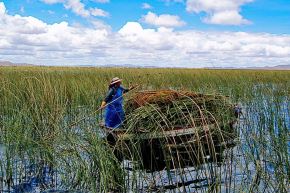 La totora es una de las especies de plantas que ayudan en el tratamiento de aguas residuales.