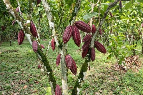 Las intensas lluvias y vientos también podrían dificultar las labores de cosecha y postcosecha del café.