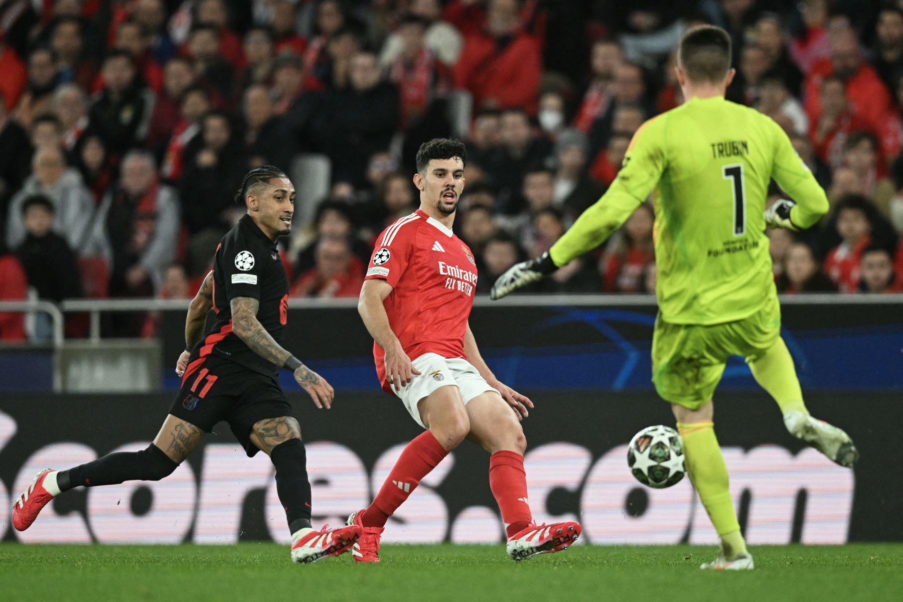 El defensor portugués del Benfica, Tomas Araujo pasa el balón al portero ucraniano del Benfica, Anatolii Trubin mientras el delantero brasileño del Barcelona, Raphinha desafía durante el partido de fútbol de ida de los octavos de final de la Liga de Campeones de la UEFA entre el SL Benfica y el FC Barcelona en el Estadio da Luz de Lisboa.
Foto: AFP