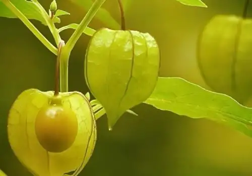 La mullaca, un fruto silvestre pariente del célebre aguaymanto, contiene excelentes propiedades medicinales que ayudan a evitar el alzhéimer y controlar la diabetes tipo 2 o mellitus.