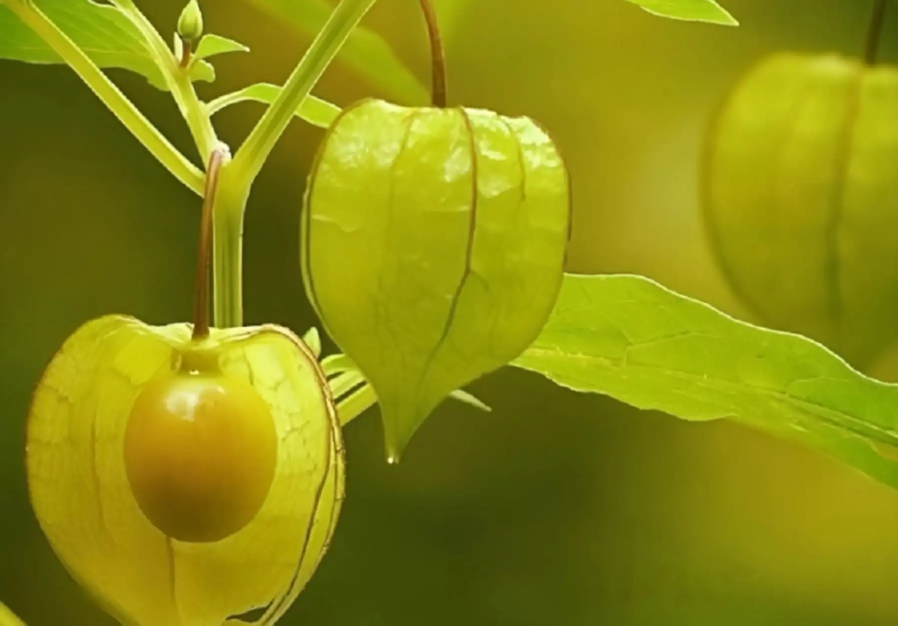 La mullaca, un fruto silvestre pariente del célebre aguaymanto, contiene excelentes propiedades medicinales que ayudan a evitar el alzhéimer y controlar la diabetes tipo 2 o mellitus.