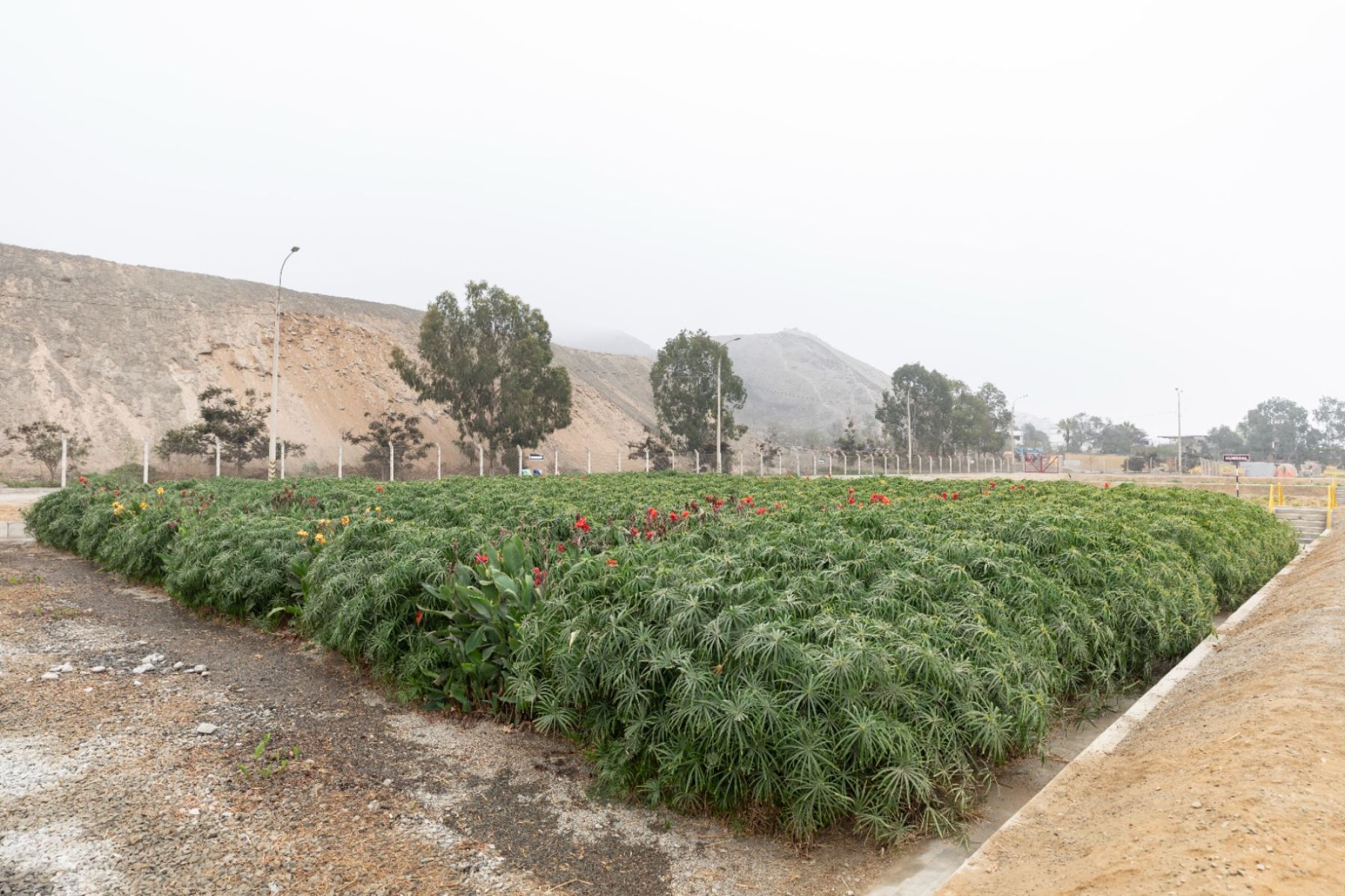 MVCS presentó catálogo de plantas que ayudan al tratamiento de aguas residuales. ANDINA/Difusión