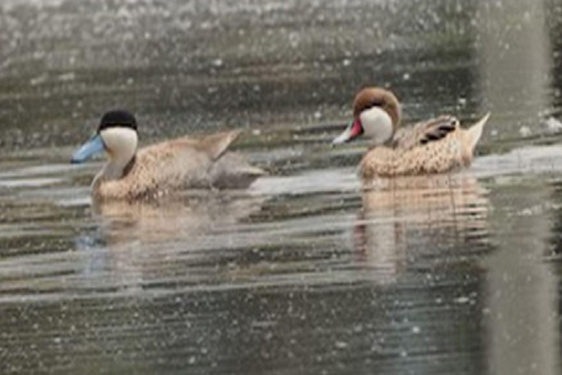 El avistamiento de dos patos gargantillo en el humedal Yanamarca, constituye un registro inusual para los humedales andinos.