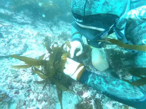 Científicos siembran algas en mar de Pucusana para reforestar bosque submarino y restablecer la biodiversidad de la zona que beneficiará a los pescadores. ANDINA/Difusión