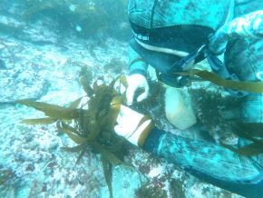 Científicos siembran algas en mar de Pucusana para reforestar bosque submarino y restablecer la biodiversidad de la zona que beneficiará a los pescadores. ANDINA/Difusión