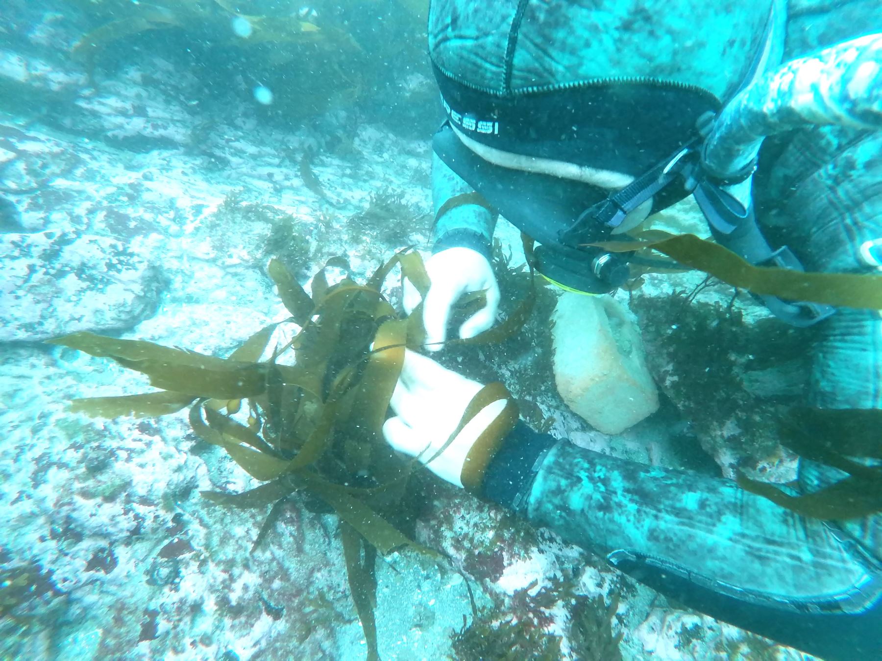 Científicos siembran algas en mar de Pucusana para reforestar bosque submarino y restablecer la biodiversidad de la zona que beneficiará a los pescadores. ANDINA/Difusión