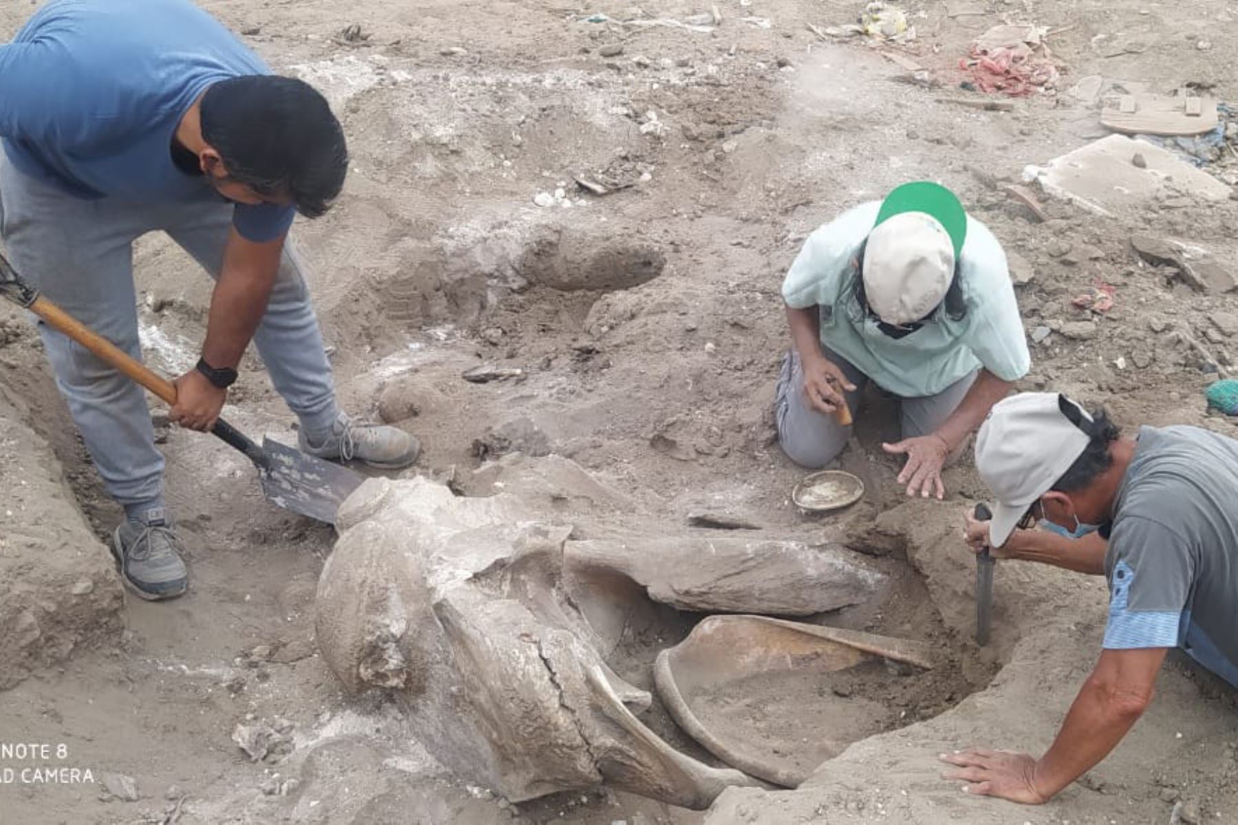 Las osamentas serán exhibidas en noviembre en el museo de Zoología Juan Ormea Rodríguez de la Universidad Nacional de Trujillo. Foto: UNT