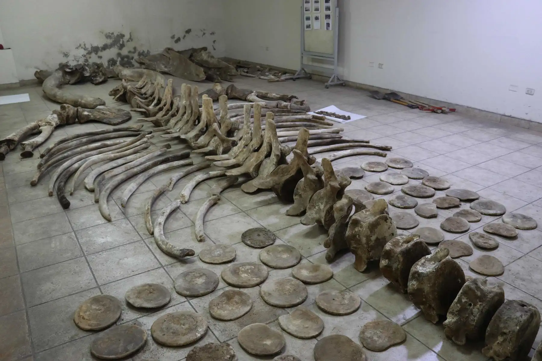 La administradora del museo, Doris Mercado Paredes, informó que la historia de estas osamentas inicia en agosto de 1998, cuando una ballena jorobada de 12 metros de longitud varó en la caleta de Huanchaco, en la provincia de Trujillo. Al año siguiente, en el mes de setiembre, fue trasladada a los terrenos de la UNT para ser enterrada y cumplir su proceso de desintegración natural. Foto: ANDINA/Difusión