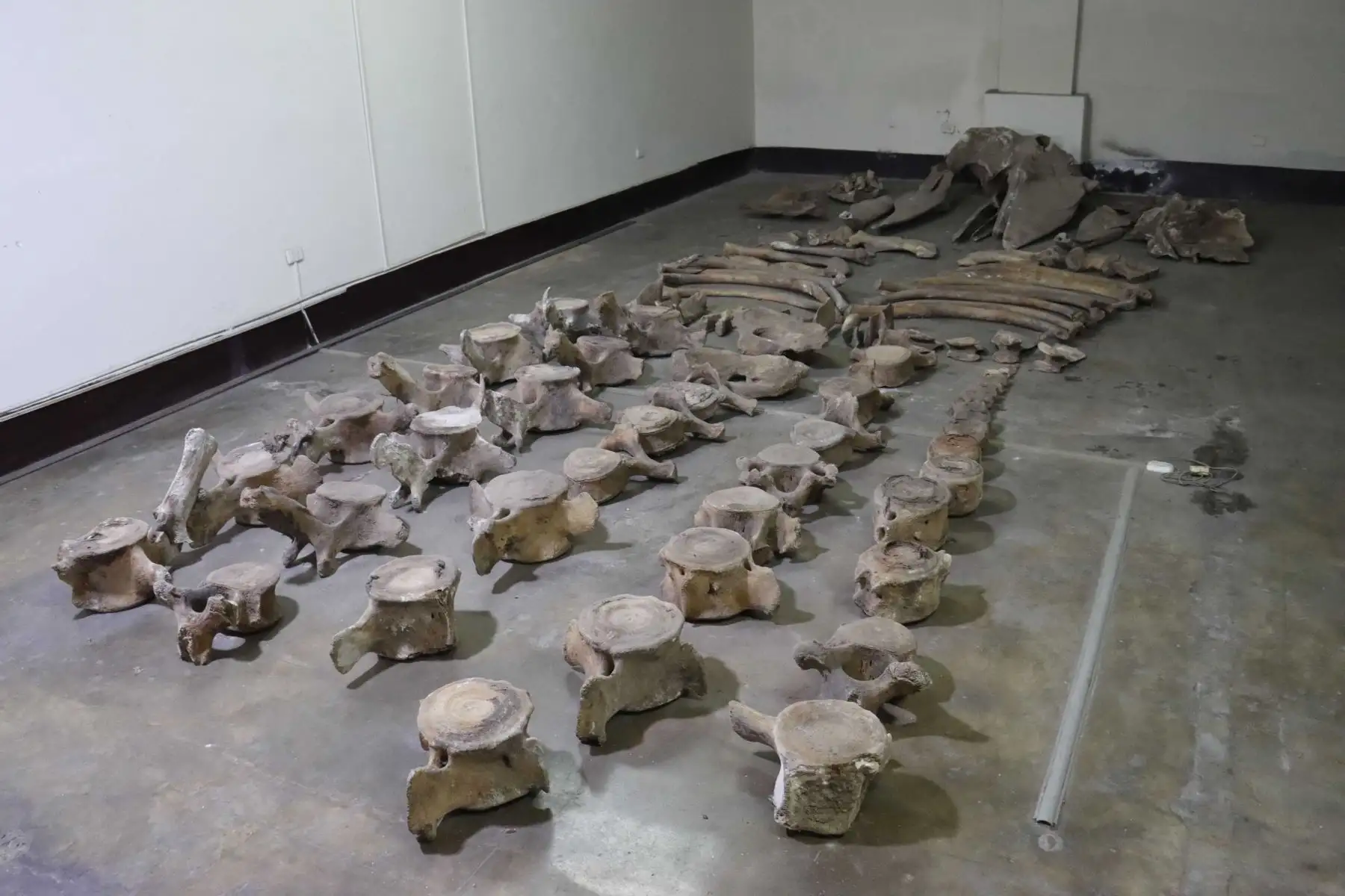 En julio de 2006, un cachalote de 9 metros de longitud varó en el puerto de Salaverry, también ubicado en la provincia de Trujillo. cuyas piezas óseas fueron trasladadas al campus en agosto del mismo año con el mismo propósito. Foto: ANDINA/Difusión