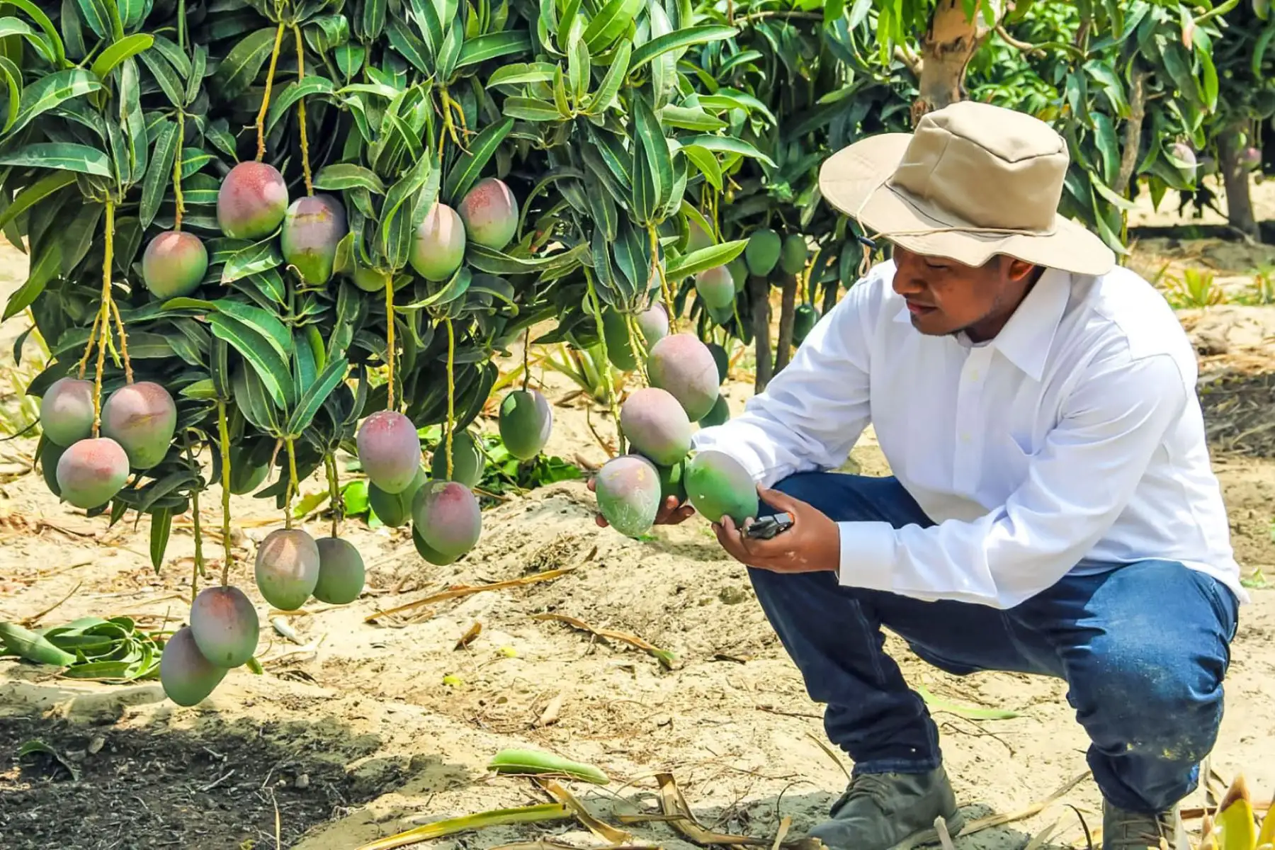 Gremio exportador: pymes agroexportadoras requieren financiamiento flexible ante El Niño