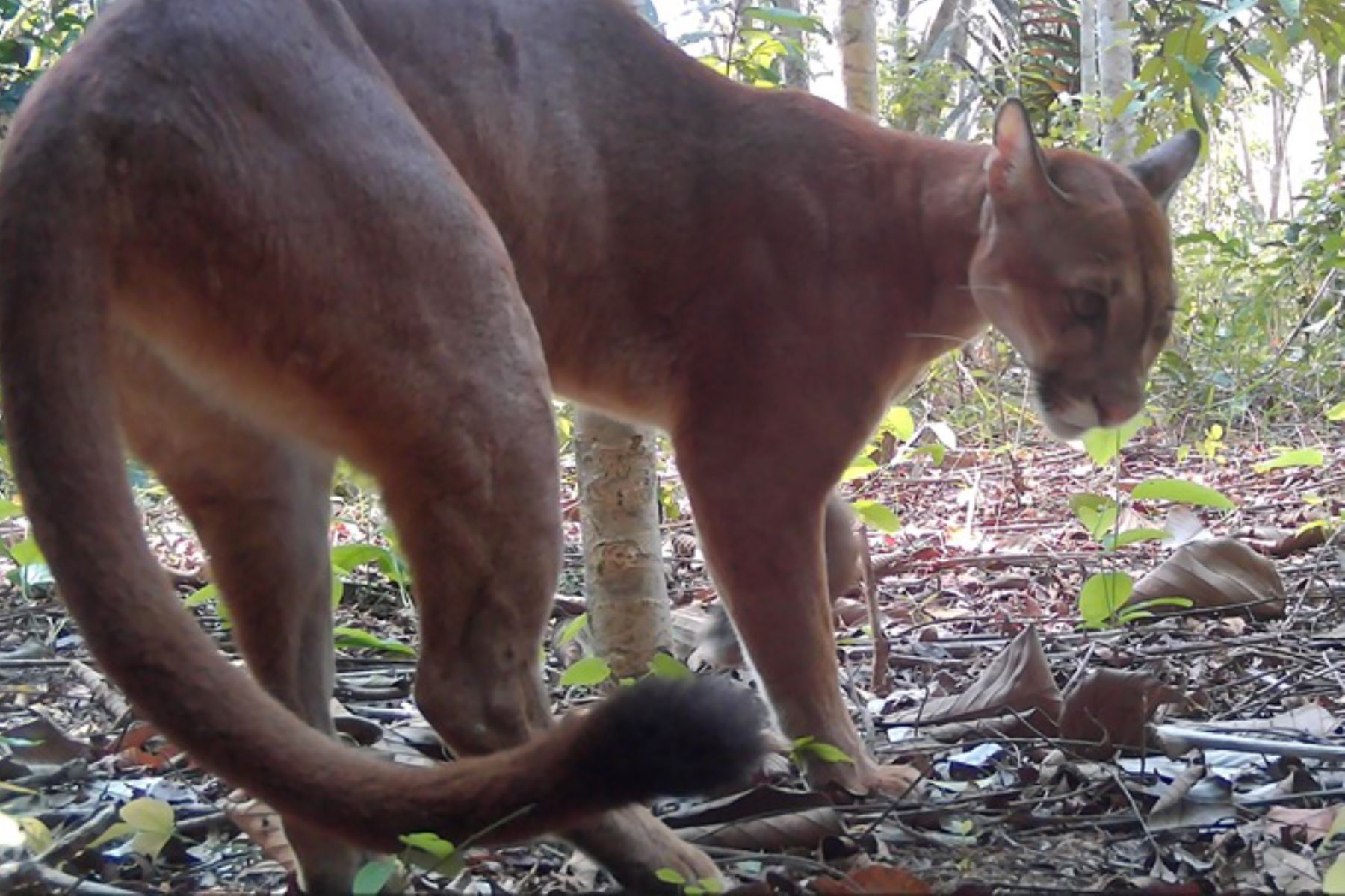 La conservación del puma en áreas como el parque Sierra del Divisor es vital para mantener la salud del ecosistema amazónico. Foto: ANDINA/Sernanp