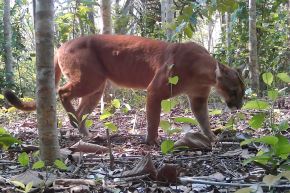 La conservación del puma en áreas como el parque Sierra del Divisor es vital para mantener la salud del ecosistema amazónico. Foto: ANDINA/Sernanp