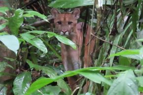 La conservación del puma en áreas como el parque Sierra del Divisor es vital para mantener la salud del ecosistema amazónico. Foto: ANDINA/Sernanp