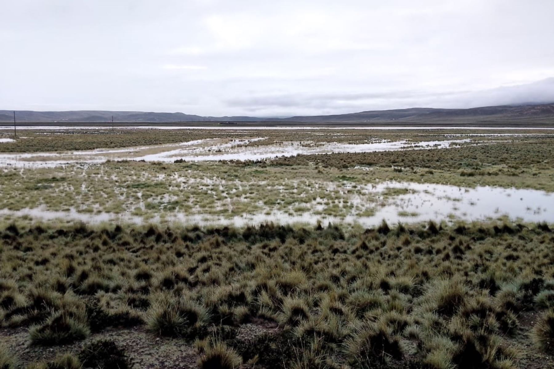 Campos de cultivo de Puno se ven afectados por las lluvias e inundaciones. ANDINA/Difusión