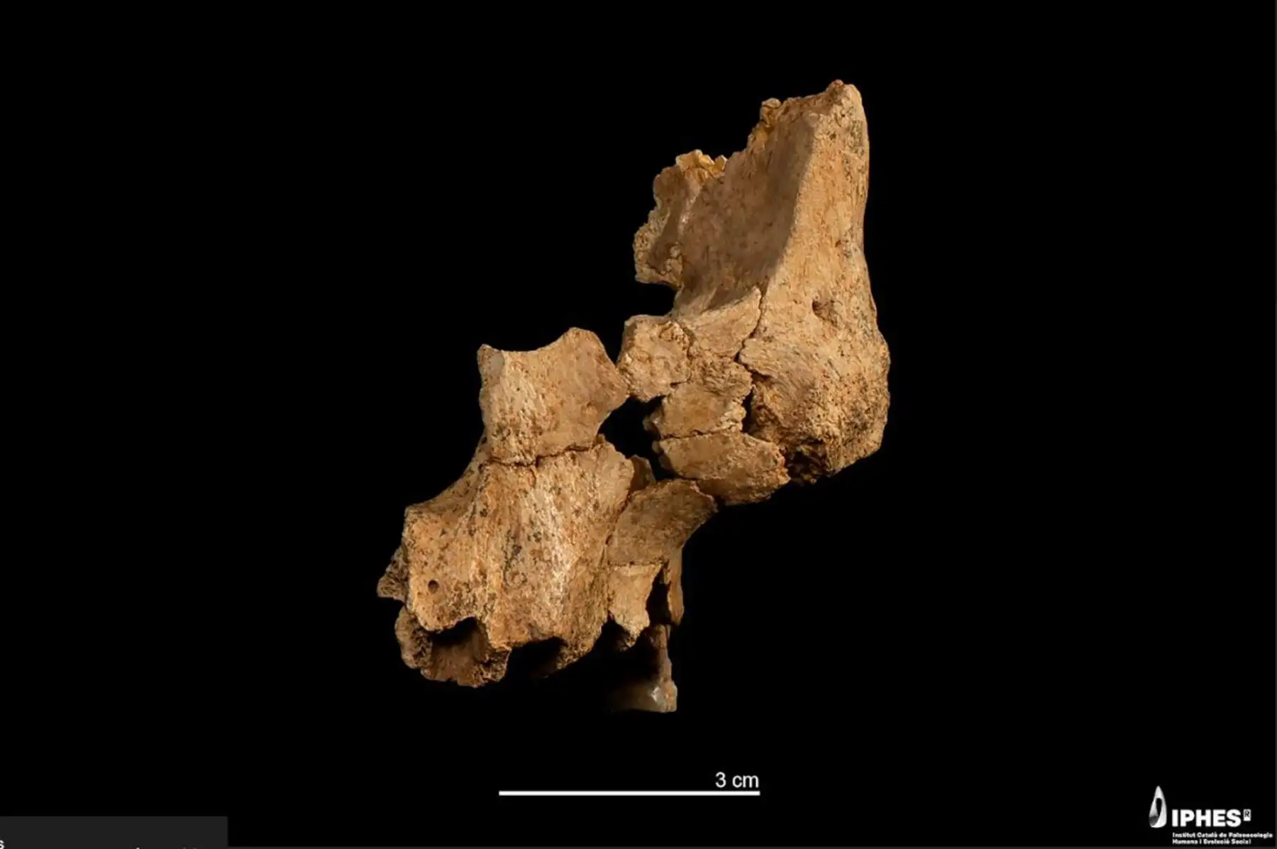 Además, sus rasgos no encajan con ninguna de las especies conocidas del Pleistoceno; es una especie humana nueva en Europa que, de momento, ha sido clasificada como Homo affinis erectus. EFE