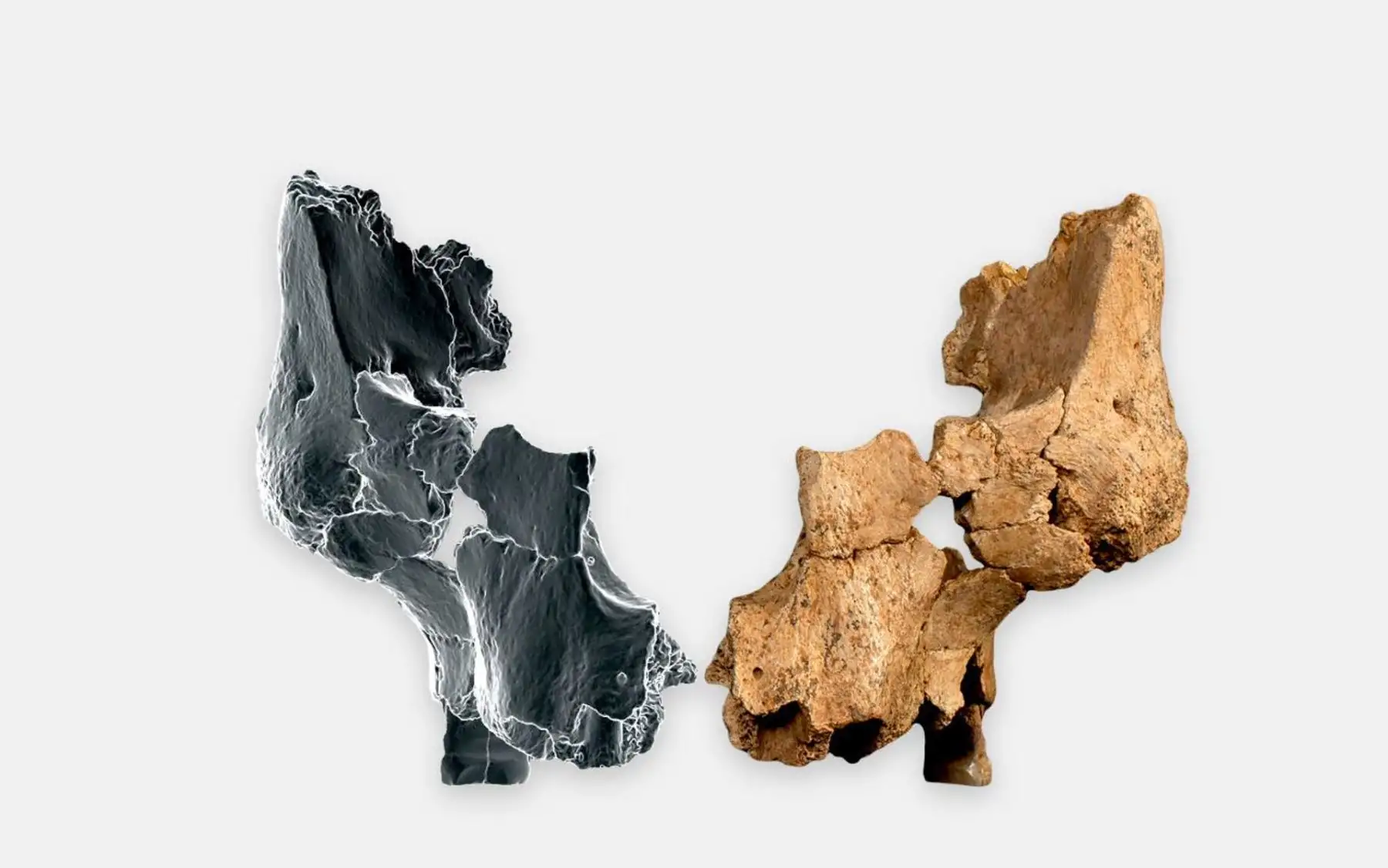 Fósil original (ATE7-1) junto al lado derecho reflejado mediante técnicas de imagen 3D virtual del rostro de un homínido asignado a Homo aff. erectus hallado en el nivel el TE7 del yacimiento de la Sima del Elefante. A la izquierda, guijarro de cuarzo con extracción bifacial; arriba a la derecha, ascla de cuarzo y abajo, a la derecha, ascla de sílex Cretácico.  EFE