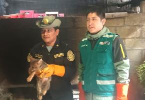 Policía Nacional y el Serfor rescatan a cría de zorro andino que era perseguido por perros en la ciudad de Abancay. También fueron rescatados dos ejemplares de tortuga motelo. ANDINA/Difusión