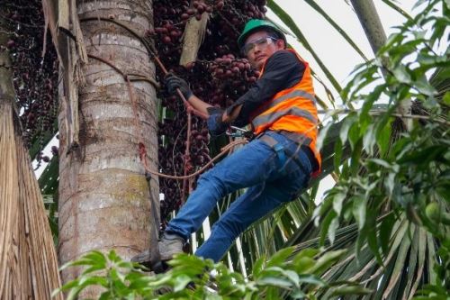 La iniciativa potenciará la economía de las comunidades locales mediante el desarrollo de bionegocios con productos nativos como el aguaje. Foto: Minam